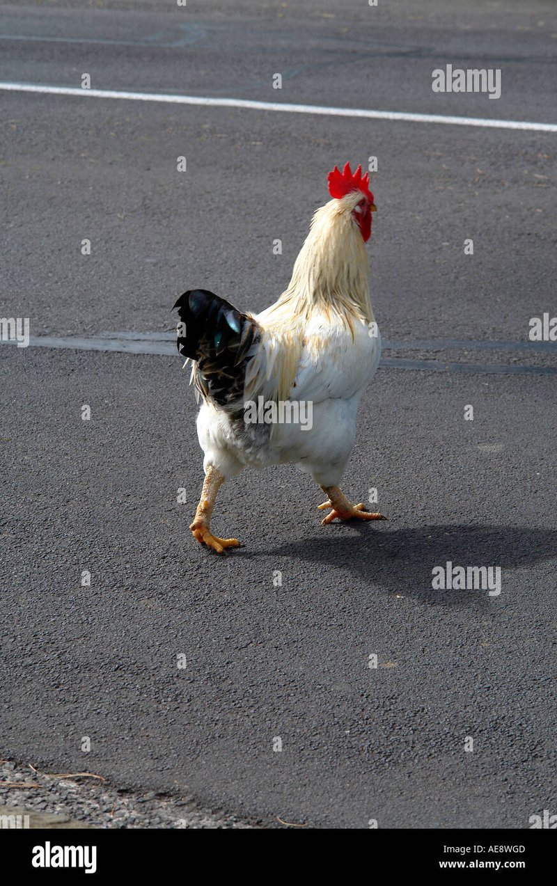 Juego chicken road in Spain
