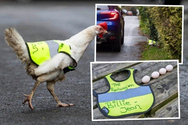 Explorez chicken road jeu d'argent